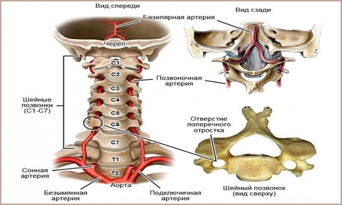 Анатомия шейного отдела позвоночника и вертебробазилярного бассейна