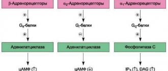 Бета-адреномиметики. Классификация, список препаратов, механизм действия, побочные эффекты