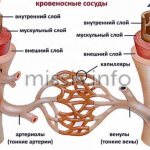 Движение крови по венам