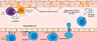 Эмиграция эффекторной Т-клетки