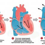 фазы сердечного цикла