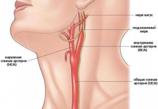 Где находится сонная артерия у человека на шее?