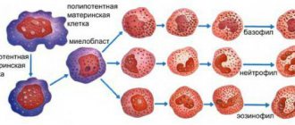 Гранулоциты