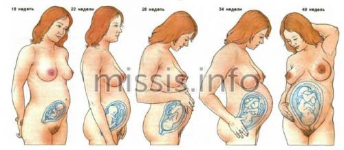 Как должен расти живот во время беременности