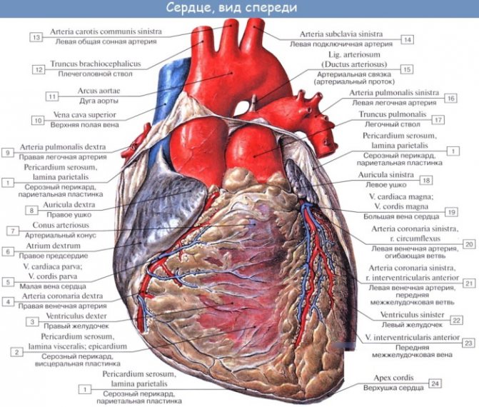 Конфигурация сердца в норме, при патологии
