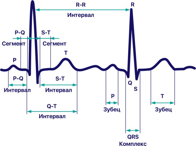 Контурный анализ ЭКГ: анализ сердечного ритма