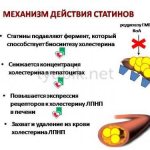 Механизм действия статинов