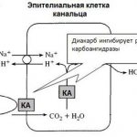 Механизм работы препарата