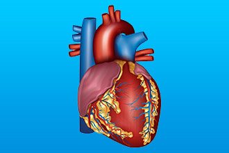 Морфологическая структура сердца