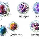 Основные виды лейкоцитов