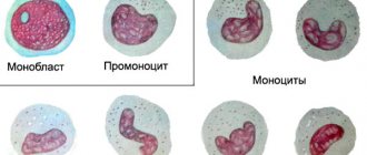 Особые качества моноцитов