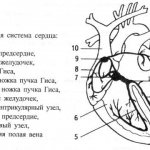 Проводящая система сердца