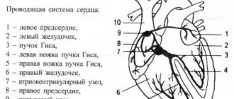 Проводящая система сердца