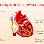 Проводящая система сердца