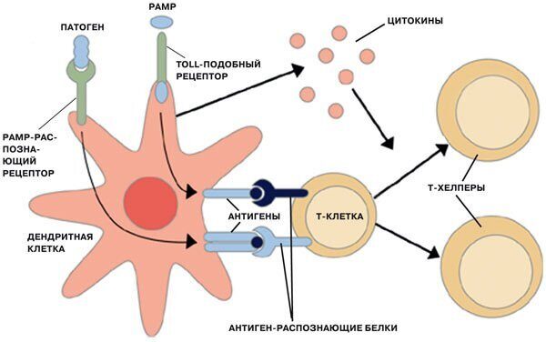 Рис.1. Дендритные клетки как бы показывают T-клеткам их «врагов».