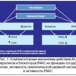 Рис. 1. Компенсаторные механизмы действия АК, диуретиков и блокаторов РААС на функцию сосудов и почек, активность симпатической нервной системы и активность РААС