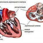 Сердце и крупные сосуды