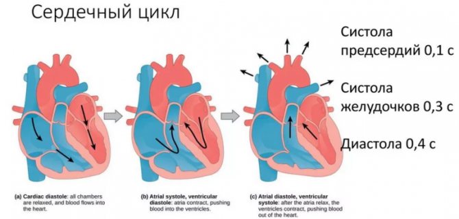 Сердечный цикл человека