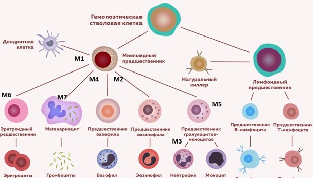 Схема гемопоэза с клетками предшественниками острого миелоидного лейкоза