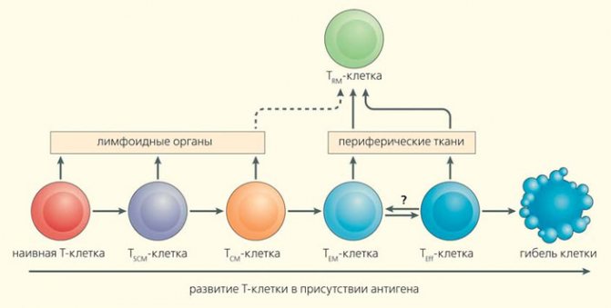 Схема перехода потомков активированных Т-лимфоцитов между популяциями («Природа» №2, 2016)