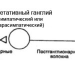 схема строения вегетативной нервной системы