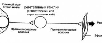 схема строения вегетативной нервной системы