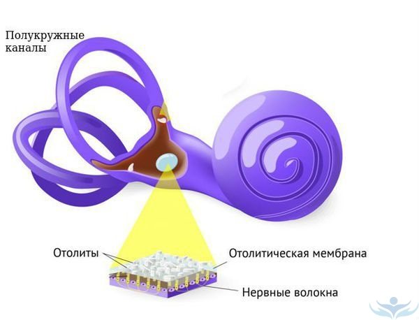 Схематическое изображение отолитов на отолитовой мембране внутреннего уха и полукружные каналы