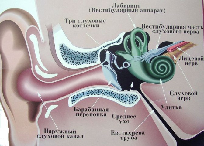 Схематическое изображение уха и строения вестибулярного аппарата