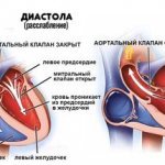 систола и диастола