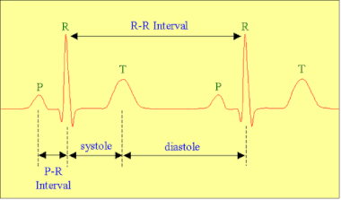 Соотношение интервалов ЭКГ с фазами сердечного цикла (систола и диастола желудочков).