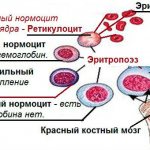 Созревание эритроцита