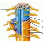 Спинной мозг