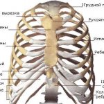 Строение грудной клетки