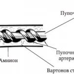 Строение пуповины