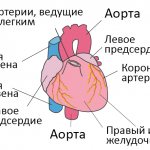 Строение сердца