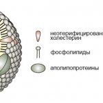 Структура липопротеина