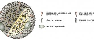 Структура липопротеина