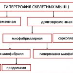 Типы гипертрофии скелетных мышц человека