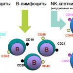 три типа лимфоцитов