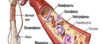 виды-лейкоцитов